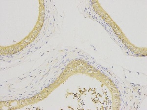 IHC-P image of human epididymis tissue using IL1RN antibody (primary antibody dilution at 1:200)