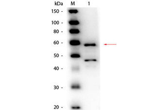 Bilirubin Oxidase Polyclonal Antibody-Western blot