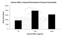 Human Recombinant GROgamma/ MIP-2beta/ CXCL3 (from E. coli)