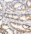 Anti-OSM Rabbit Polyclonal Antibody