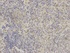 Immunohistochemical analysis of formalin-fixed and paraffin-embedded rat spleen tissue using GRIA3 antibody (primary antibody dilution at 1:200)