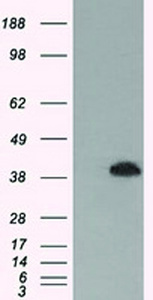Anti-MAPK1 Mouse Monoclonal Antibody [clone: OTI7C9]