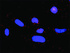 Anti-STAT5A + CTLA4 Antibody Pair