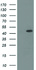 Anti-SLFNL1 Mouse Monoclonal Antibody [clone: OTI4E5]