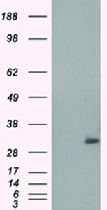 Anti-NIT2 Mouse Monoclonal Antibody [clone: OTI3F3]