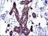 Anti-RASSF8 Mouse Monoclonal Antibody [clone: OTI1F5]