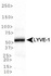 Anti-SLC2A1 Rabbit Polyclonal Antibody (DyLight® 488)