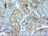 Anti-KLK8 Mouse Monoclonal Antibody [clone: OTI1H6]