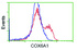 Anti-COX6A1 Mouse Monoclonal Antibody [clone: OTI6H8]