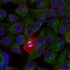 Immunofluorescence staining of methanol-fixed HeLa cells using NF-ÎºB p65 (phospho-Thr254) antibody