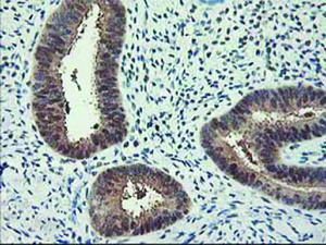 Anti-RBBP7 Mouse Monoclonal Antibody [clone: OTI5A4]