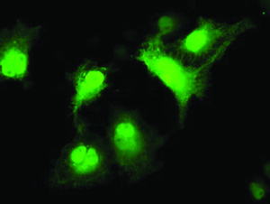 Anti-CDK2 Mouse Monoclonal Antibody [clone: OTI5A10]