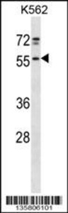 Anti-NFS1 Rabbit Polyclonal Antibody