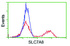 Anti-SLC7A8 Mouse Monoclonal Antibody [clone: OTI7C2]