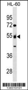Anti-NAP1L2 Rabbit Polyclonal Antibody