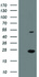 Anti-EIF5A2 Mouse Monoclonal Antibody [clone: OTI6G7]