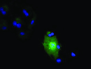 Anti-IL36A Mouse Monoclonal Antibody [clone: OTI3A2]