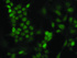 Anti-HOXC11 Mouse Monoclonal Antibody [clone: OTI4H8]