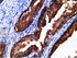 Anti-EPHX2 Mouse Monoclonal Antibody [clone: OTI1H5]
