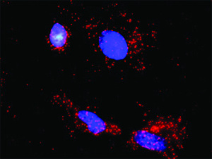 Anti-IGF1R + MDM2 Antibody Pair