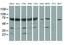 Anti-PUS7 Mouse Monoclonal Antibody [clone: OTI4H5]