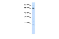 Anti-NIP7 Rabbit Polyclonal Antibody