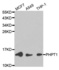 Western blot analysis of extracts of various cell lines using PHPT1 antibody