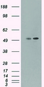 Anti-CD4 Mouse Monoclonal Antibody [clone: OTI4A11]