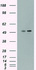 Anti-CD4 Mouse Monoclonal Antibody [clone: OTI4A11]