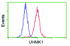 Anti-UHMK1 Mouse Monoclonal Antibody [clone: OTI2D3]