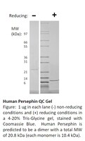 Human Recombinant Persephin (from E. coli)