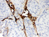 Anti-CA1 Rabbit Polyclonal Antibody