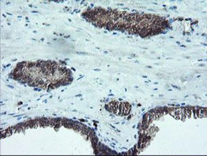 Anti-PMEL Mouse Monoclonal Antibody [clone: OTI10E5]