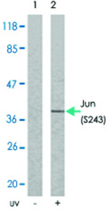 Anti-JUN Rabbit Polyclonal Antibody