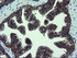 Anti-ZC2HC1A Mouse Monoclonal Antibody [clone: OTI4C1]