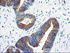 Anti-TOMM34 Mouse Monoclonal Antibody [clone: OTI2A9]