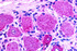 Anti-HTR1D Rabbit Polyclonal Antibody