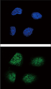 Anti-NEUROG3 Rabbit Polyclonal Antibody (FITC (Fluorescein Isothiocyanate))