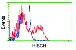 Anti-HIBCH Mouse Monoclonal Antibody [clone: OTI3G1]