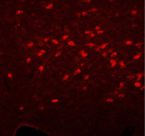 Immunofluorescent staining of rat basal forebrain cholinergic neurons using rabbit anti-ChAT primary and Cy3 secondary antibodies.