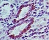 Anti-TRAF3IP2 Rabbit Polyclonal Antibody