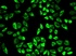 Immunofluorescense analysis of HeLa cell using PRDX6 antibody