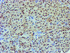 Anti-NLN Mouse Monoclonal Antibody [clone: OTI1B8]