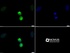 Anti-SCARB2 Rabbit Polyclonal Antibody