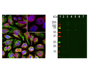 Left: Analysis of nuclear pore complex (NPC, red) and vimentin (green) expression in HeLa cells by ICC. Blue: DAPI nuclear stain. Right: Western blot analysis of cell lysates for NPC expression (green, lanes 2-7), using cytosol- or nuclear-enriched fractions.