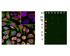 Left: Analysis of nuclear pore complex (NPC, red) and vimentin (green) expression in HeLa cells by ICC. Blue: DAPI nuclear stain. Right: Western blot analysis of cell lysates for NPC expression (green, lanes 2-7), using cytosol- or nuclear-enriched fractions.