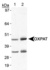 Anti-DUOX2 Rabbit Polyclonal Antibody (DyLight® 650)