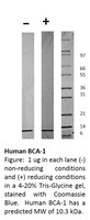 Human Recombinant BCA-1 / CXCL13 (from E. coli)