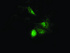 Anti-ACAT2 Mouse Monoclonal Antibody [clone: OTI7B1]