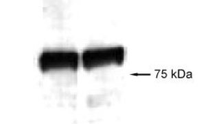 Anti-NSP 5 alpha 3 alpha Rabbit Polyclonal Antibody (DyLight® 550)